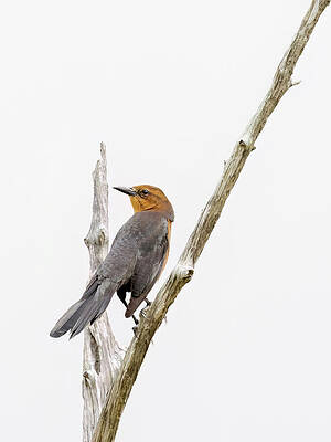 Beautiful Photograph - Simple by Gina Fitzhugh