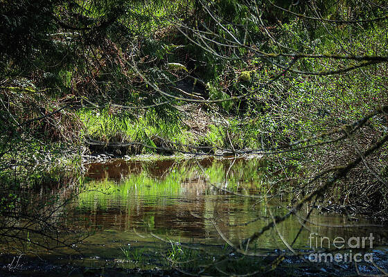 Nature Photograph - Simple Reflections by D Lee