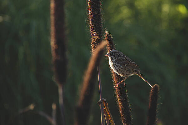 Nature Wall Art featuring the photograph Sing Me A Song Little Sparrow by Dodie Ross