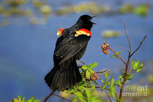 Wall Art featuring the photograph Singing In The Wetlands by Mary Lou Chmura