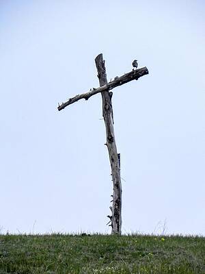 Wildlife Wall Art featuring the photograph Singing The Old Rugged Cross by Amanda R Wright