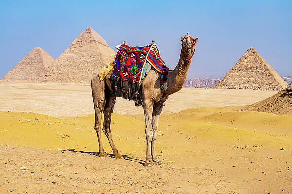 Camel by the Pyramids Wall Art