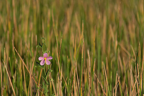 Flower Wall Art featuring the photograph Single Flower Among Wetland Grasses by Charles Floyd