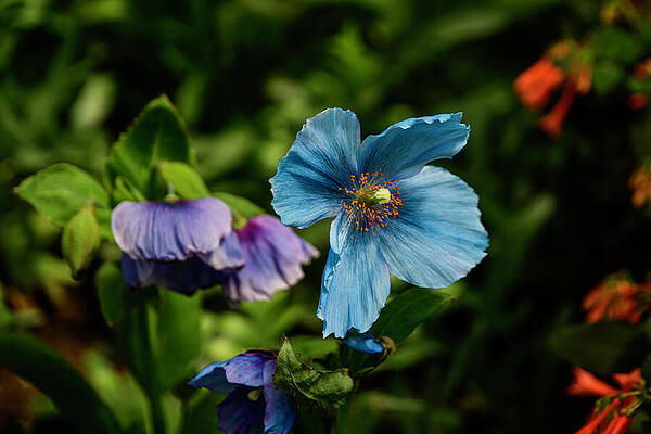 Pennsylvania Photograph - Single Himalayan Blue Poppy by Anthony Hightower