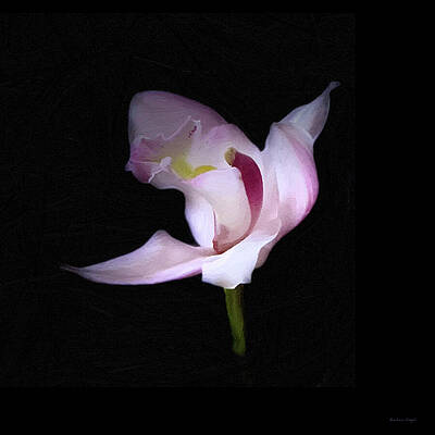 Single Pink Orchid on Black by Barbara Siegel