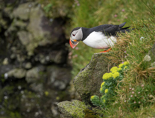 Puffin on a Rocky Cliffside Wall Art