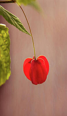 Wall Art featuring the photograph Single Red by Mary Jo Allen