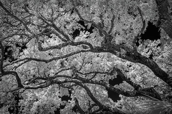 Natural Photograph - Sinuosity by Maryanne Keeling
