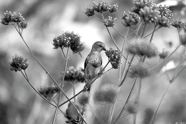 Black And White Photograph - Sipping Nectar by Gina Cinardo