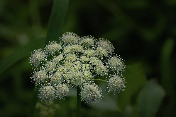 Wall Art featuring the photograph Sitka Valerian Blossom by Nancy Gleason