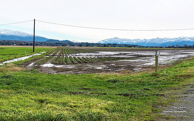 Farm Photograph - Skagit Farm Fields In Muddy November by Tom Cochran