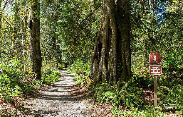 State Route 20 Wall Art featuring the pastel Skagit River Woods Trail In Rasar State Park by Tom Cochran