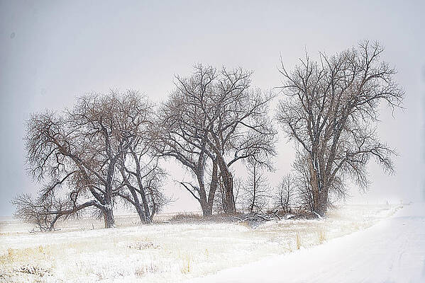 Landscape Photograph - Skeletons by Jon Snyder