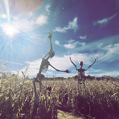 Wall Art featuring the photograph Skeletons Of The Corn by Onedayoneimage Photography