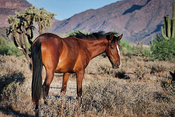 Nature Photograph - Skeptical NIS by American Landscapes