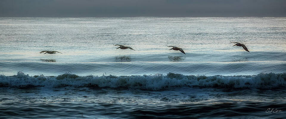 Bird Wall Art featuring the photograph Skimming Over Sunrise Surf by Steven Sparks