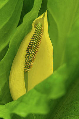 Wall Art featuring the photograph Skunk Cabbage Blossom by Nancy Gleason