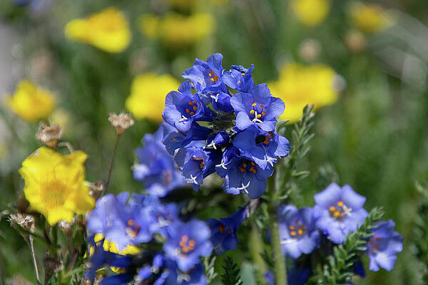 Sky Wall Art featuring the photograph Sky Pilot In The Alpine by Cascade Colors
