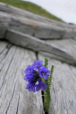Wall Art featuring the photograph Sky Pilot Peeking by Sunniye Buesing