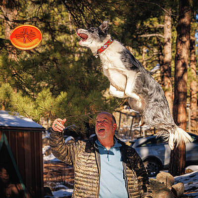 Tree Wall Art featuring the photograph Skylar Going After A Frisbee Disc by Robert Niemeier