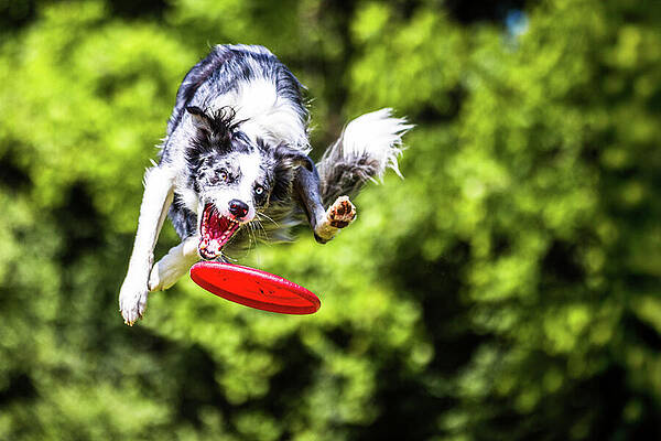 Tree Wall Art featuring the photograph Skylar In Flight by Robert Niemeier