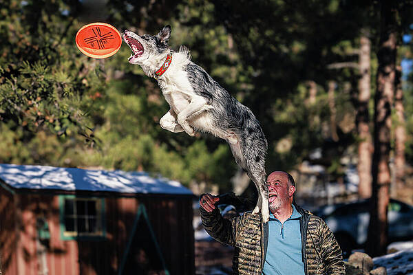 Tree Wall Art featuring the photograph Skylar Jumping For Frisbee Disc by Robert Niemeier