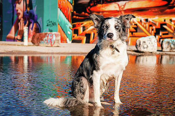 Beautiful Photograph - Skylar - Urban Border Collie In Front Of Grafitti Wall by Robert Niemeier