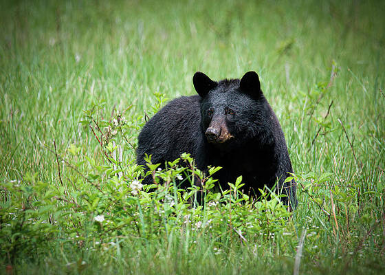 Tennessee Wall Art featuring the photograph Sleek Cades Cove Bear by Douglas Wielfaert