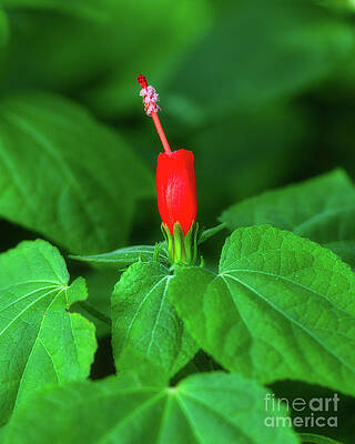 Garden Photograph - Turks Cap Mallow Red Sleepy Hibiscus Flower by Abigail Diane Photography