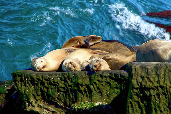 Animal Photograph - Peaceful Seals Resting Along The La Jolla Coast by Waterdancer