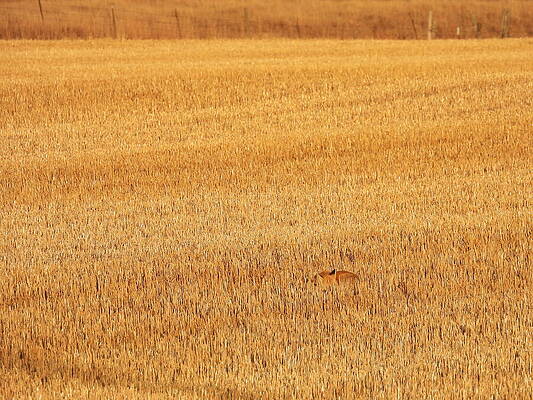 Serene Wall Art featuring the photograph Sleepy Fox 9 by Amanda R Wright