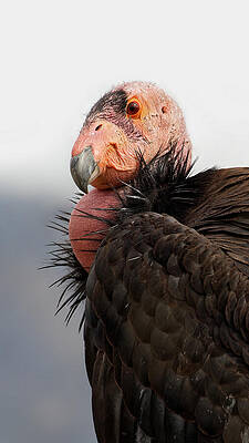 California Condor Portrait Wall Art