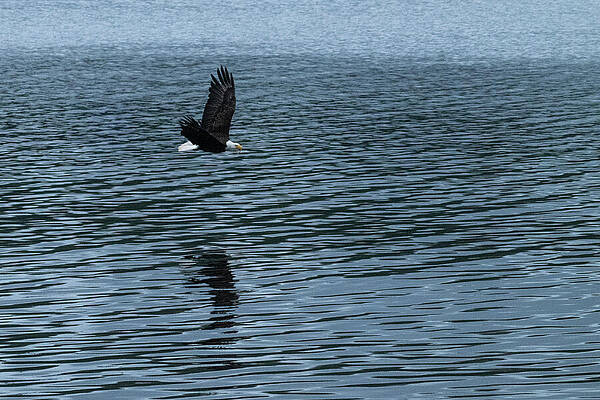 Wall Art featuring the photograph Small Catch by Harry Banks