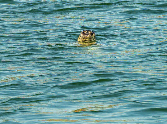 Curious Seal in the Ocean Wall Art