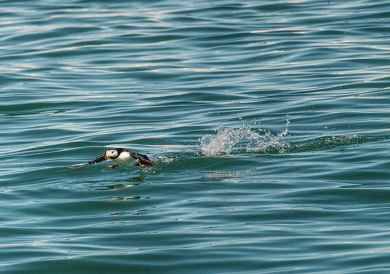 Usa Photograph - Small Puffin Taking Off From Resurrection Bay Near Seward by Steven Heap