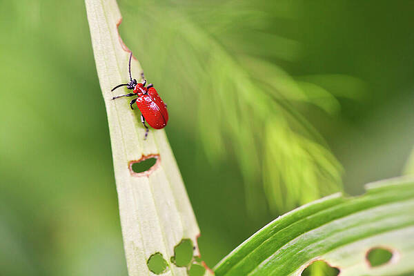 Red Beetle on Leaf Wall Art