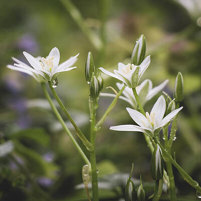 Wall Art featuring the photograph Small Wonders by Jason Fink