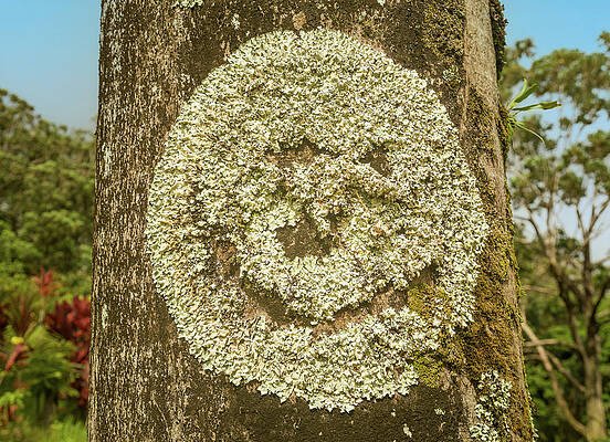 Hawaii Wall Art featuring the photograph Smiley Face On A Tree Trunk Created Naturally by Steven Heap