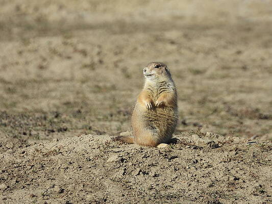 Wildlife Wall Art featuring the photograph Smiling Pretty Prairie Dog by Amanda R Wright