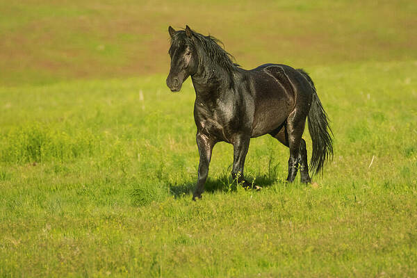 Sky Photograph - Smoke Creek Stallion by Mike Lee