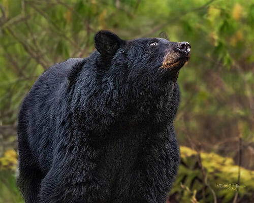 Majestic Black Bear in the Forest Photograph
