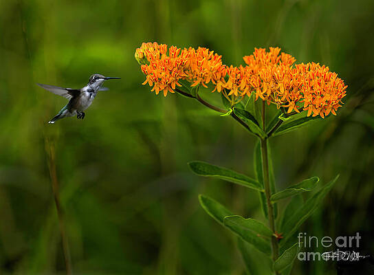 Smoky Photograph - Smoky Mountain Butterfly Bush Attraction by Theresa D Williams Smoky Mountains