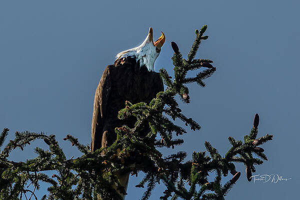Appalachia Wall Art featuring the photograph Smoky Mountain Eagle Alarm by Theresa D Williams Smoky Mountains