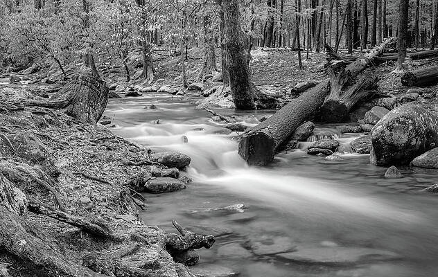 Wall Art featuring the photograph Smoky Mountain Stream, Black And White by Marcy Wielfaert