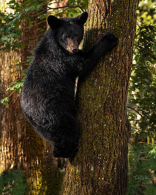 Black Bear Climbing a Tree Photograph