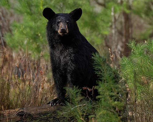 Black Bear in Forest Photograph