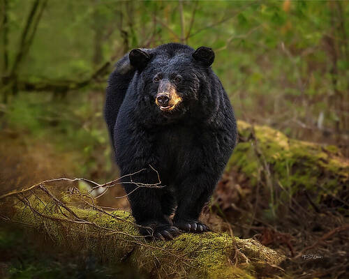 Black Bear on Forest Log Photograph