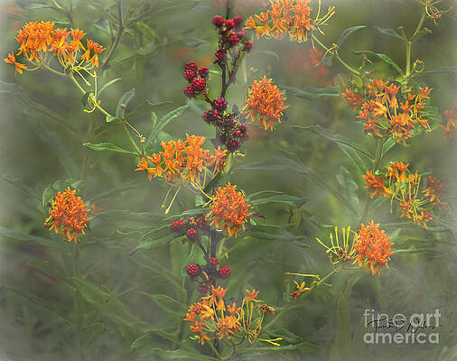 Smoky Photograph - Smoky Mountains Blackberries And Butterfly Weed by Theresa D Williams Smoky Mountains