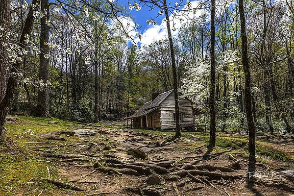 Appalachia Wall Art featuring the photograph Smoky Mountains Cabin In The Dogwoods by Theresa D Williams Smoky Mountains