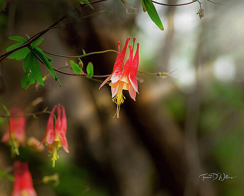 Appalachia Wall Art featuring the photograph Smoky Mountains Columbine by Theresa D Williams Smoky Mountains